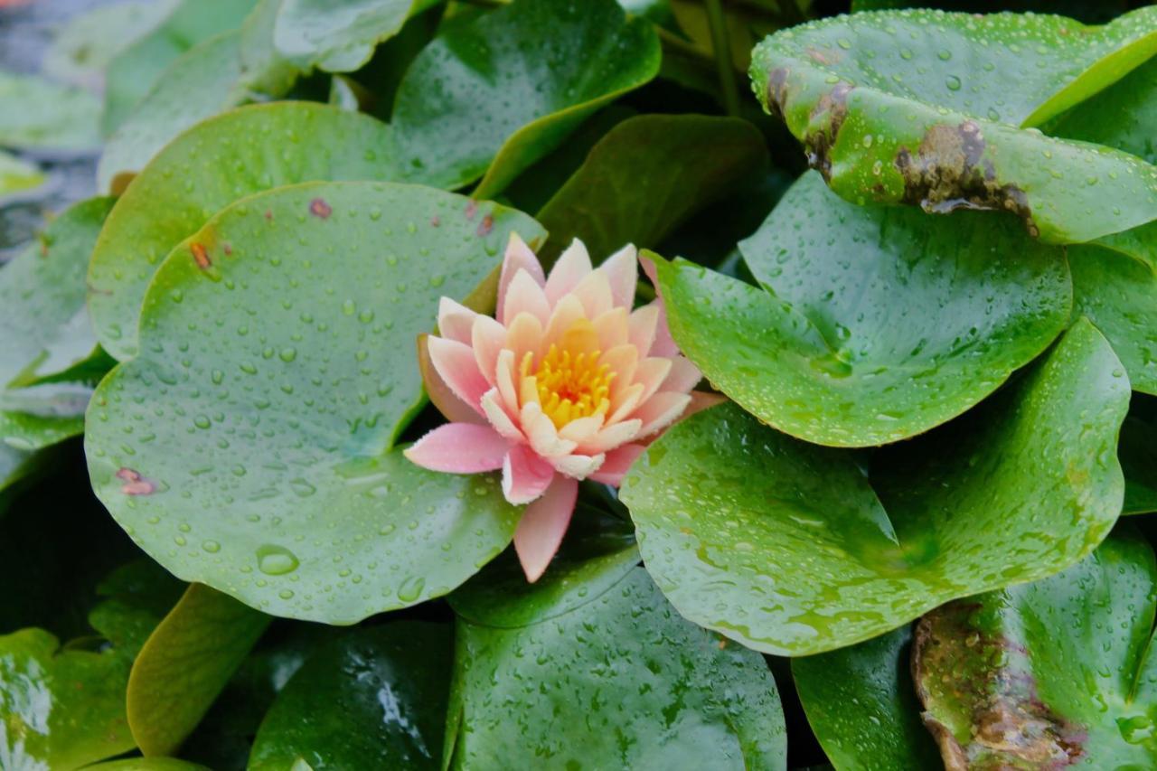 Lotus Farms Resort, Mahableshwar Mahabaleshwar Luaran gambar